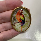 Oval Glass Domed / Red Macaw Parrot