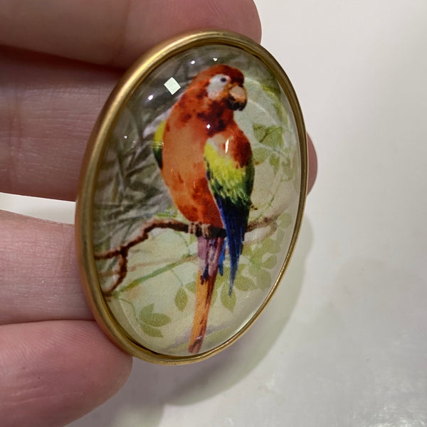 Oval Glass Domed / Red Macaw Parrot